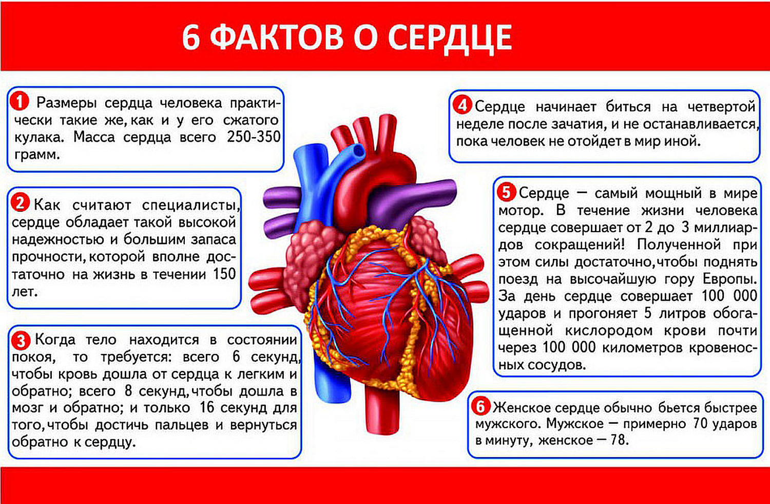 Почему сердце сильно. Факты о сердце. Интересные факты о сердце человека. Интересные факты о работе сердца. Интересные факты о СКЕРДЕ.